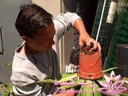 گیاهان آپارتمانی 